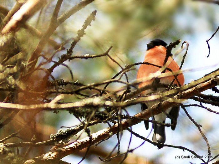 DSC_7644b.JPG - Pyrrhula pyrrhula, FI: punatulkku, EN: Eurasian bullfinch