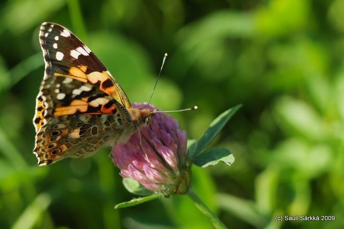 DSCF1983.JPG - Vanessa cardui