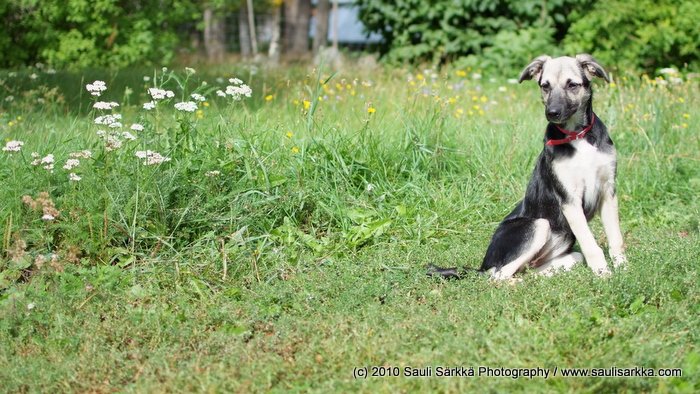 wilma-1.JPG - Wilma Virolahdella, juuri ennen pitk�� kotimatka-ajoa.