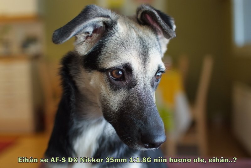 wilma-eihan.jpg - Hupikuva aiheesta kiinte�valovoimainen normaaliobjektiivi ja sen k�ytt�kelpoisuus, hy�dyllisyys ja hinta-/laatusuhde.
