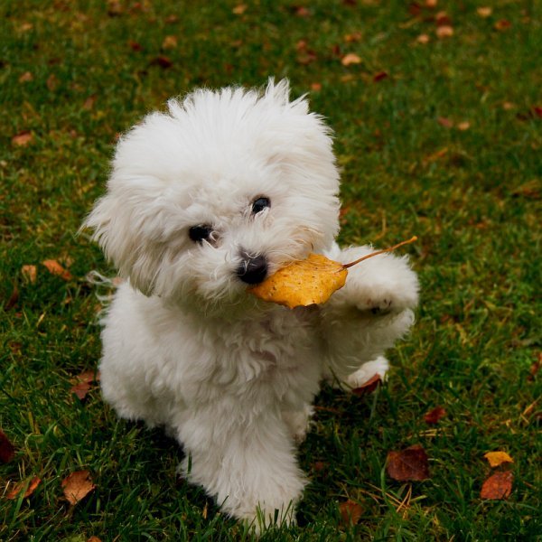 2918944508_0f0ddbd9fe_o.jpg - Bichon Fris�, "Wanda"