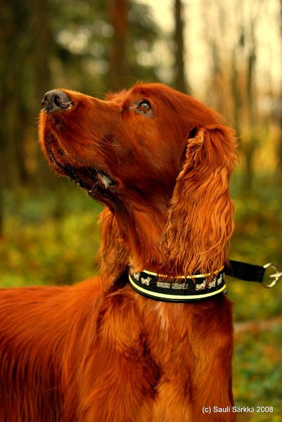 2926613031_f263bb887b_o.jpg - Irish Setter, "Elvis"