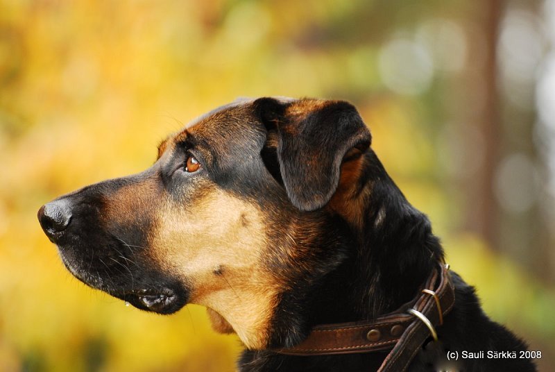 2934851358_bec29cdacc_o.jpg - The neighbor's dog.