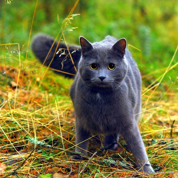 3014800775_6d6726e3e0_b.jpg - Felis catus, common house cat.