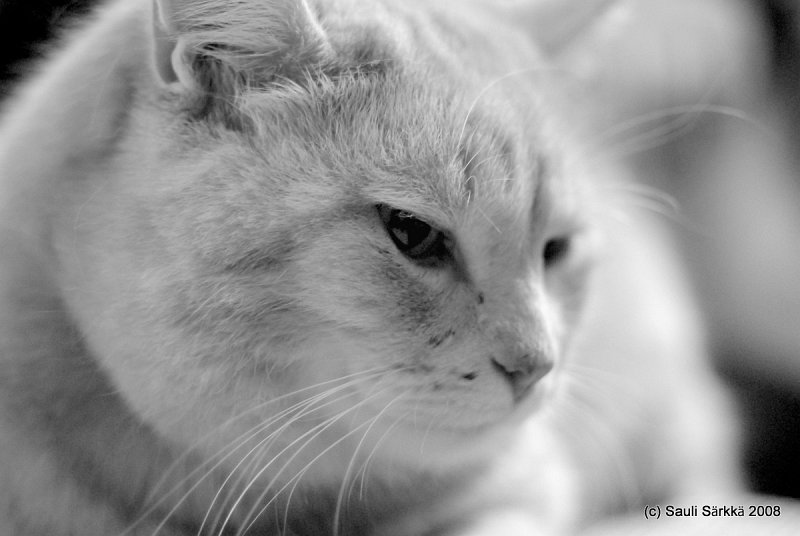 3019504623_d5e19fe5ab_o.jpg - EN: Felis catus, "Carvinen". FI: Carvinen.