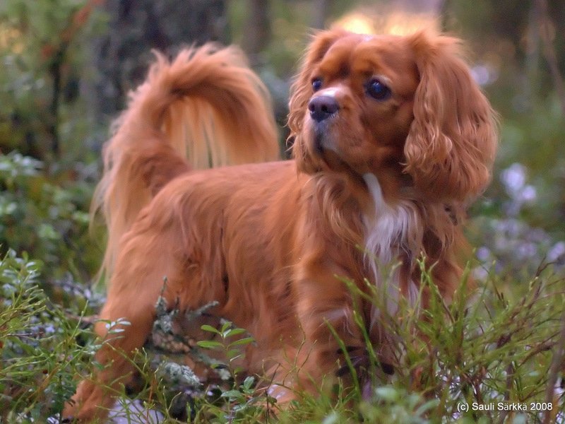 3082290842_588793b140_o.jpg - The neighbor's dog, Akseli.